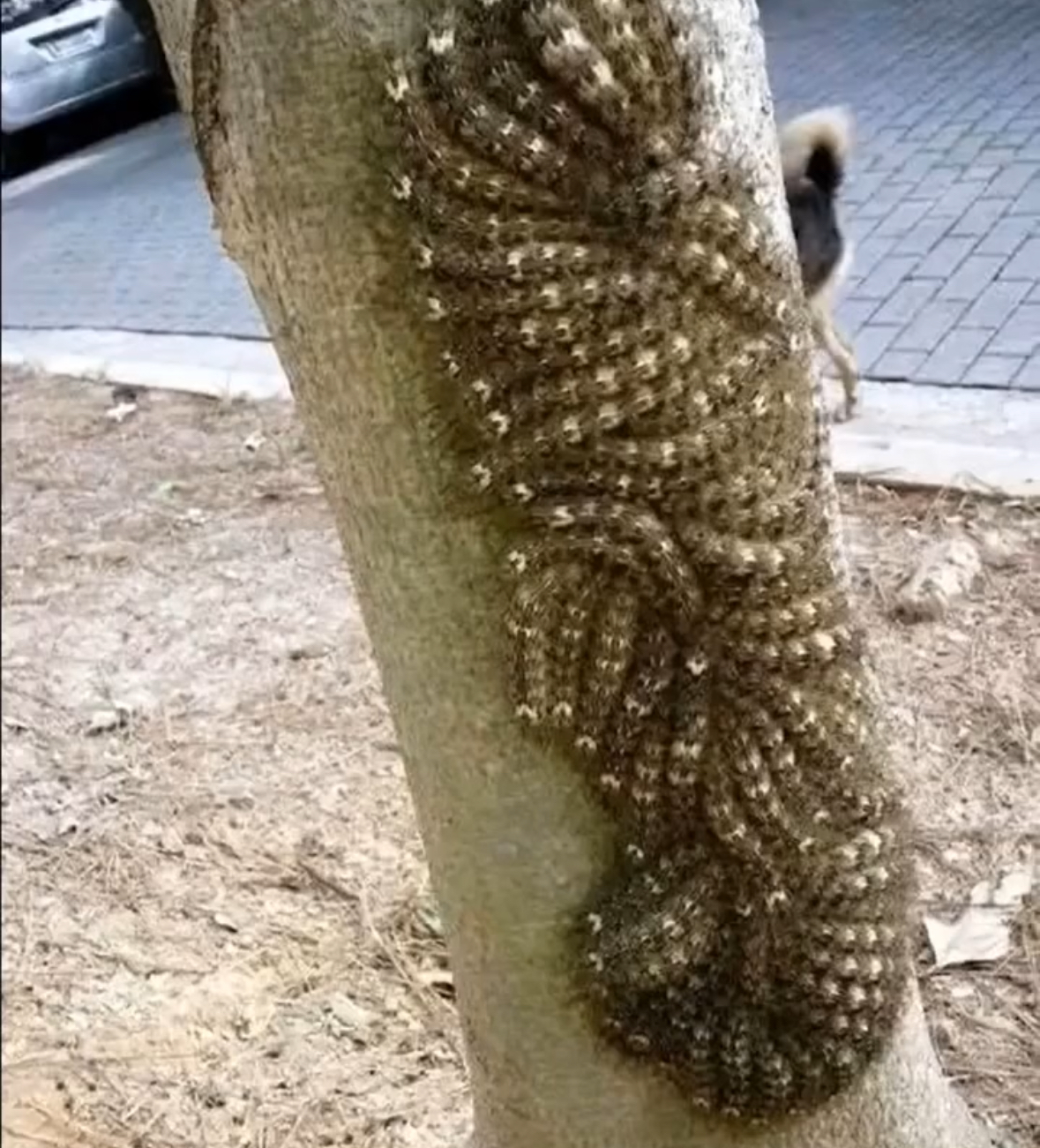 When a Tree Reminded Me of Life’s Fragility