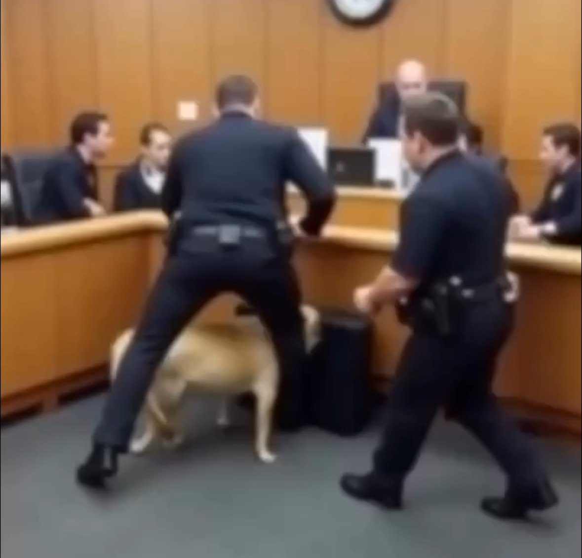 K9 Dog Dragged Officer Into the Courtroom—What He Found Under the Bench Stunned the Judge!