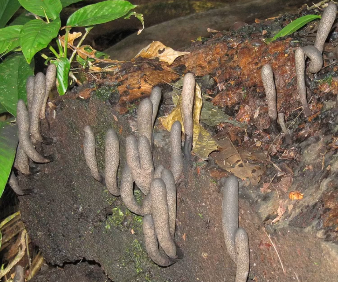 What’s the Weird Mushroom That Resembles a Hand Emerging from the Ground?