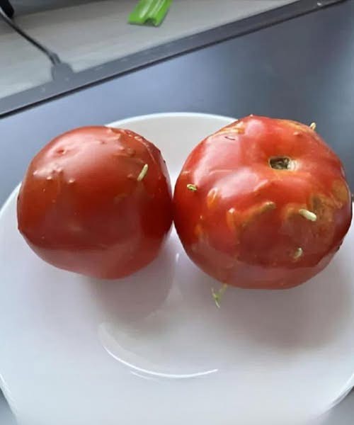 Strange Riddle: Damaged Tomatoes, an Unexpected Discovery in My Kitchen!