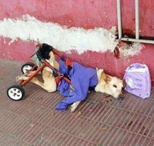 Paralyzed Dog Abandoned with a Bag of Diapers Finds Love Before Her Final Goodbye