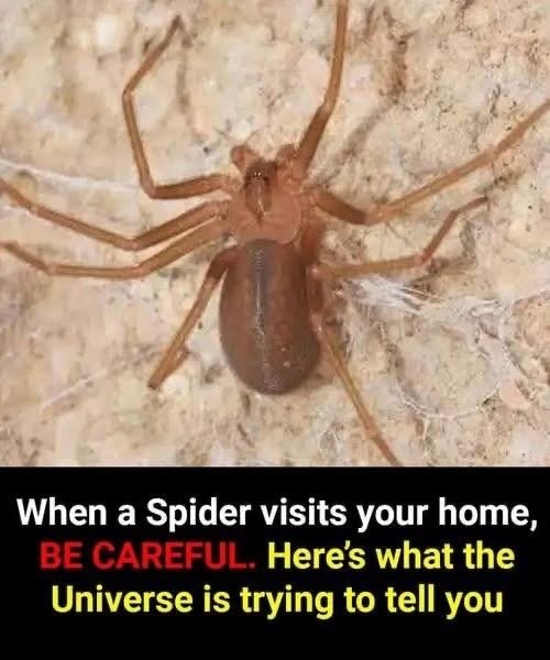 Did you know: When a Spider visits your home