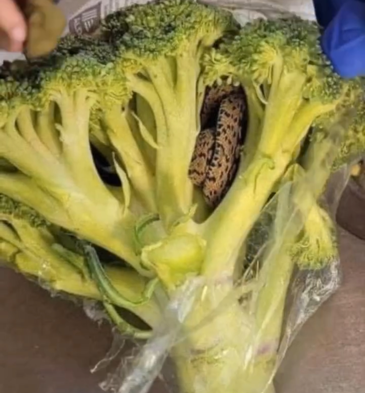 Snake Discovered in Aldi-Bought Broccoli Leaves Shopper