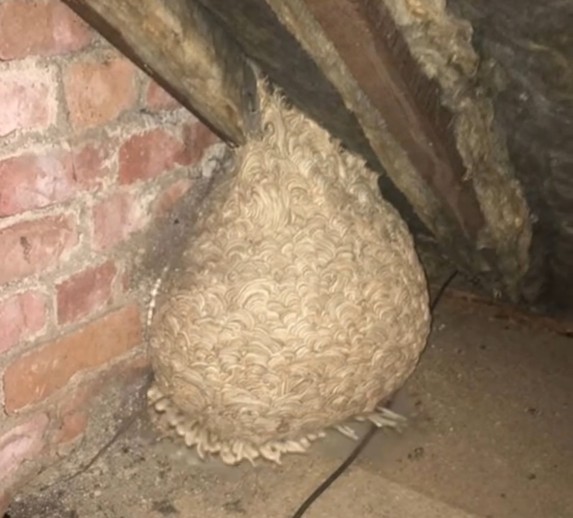 Unexpected Discovery in the Attic Leaves Man Speechless