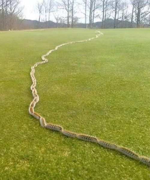 Rope Turns Out Snake