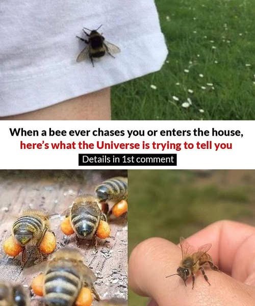 THE HIDDEN MEANING OF BEES APPROACHING YOU