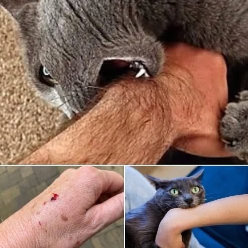 If the cat bites you, here’s what it really means