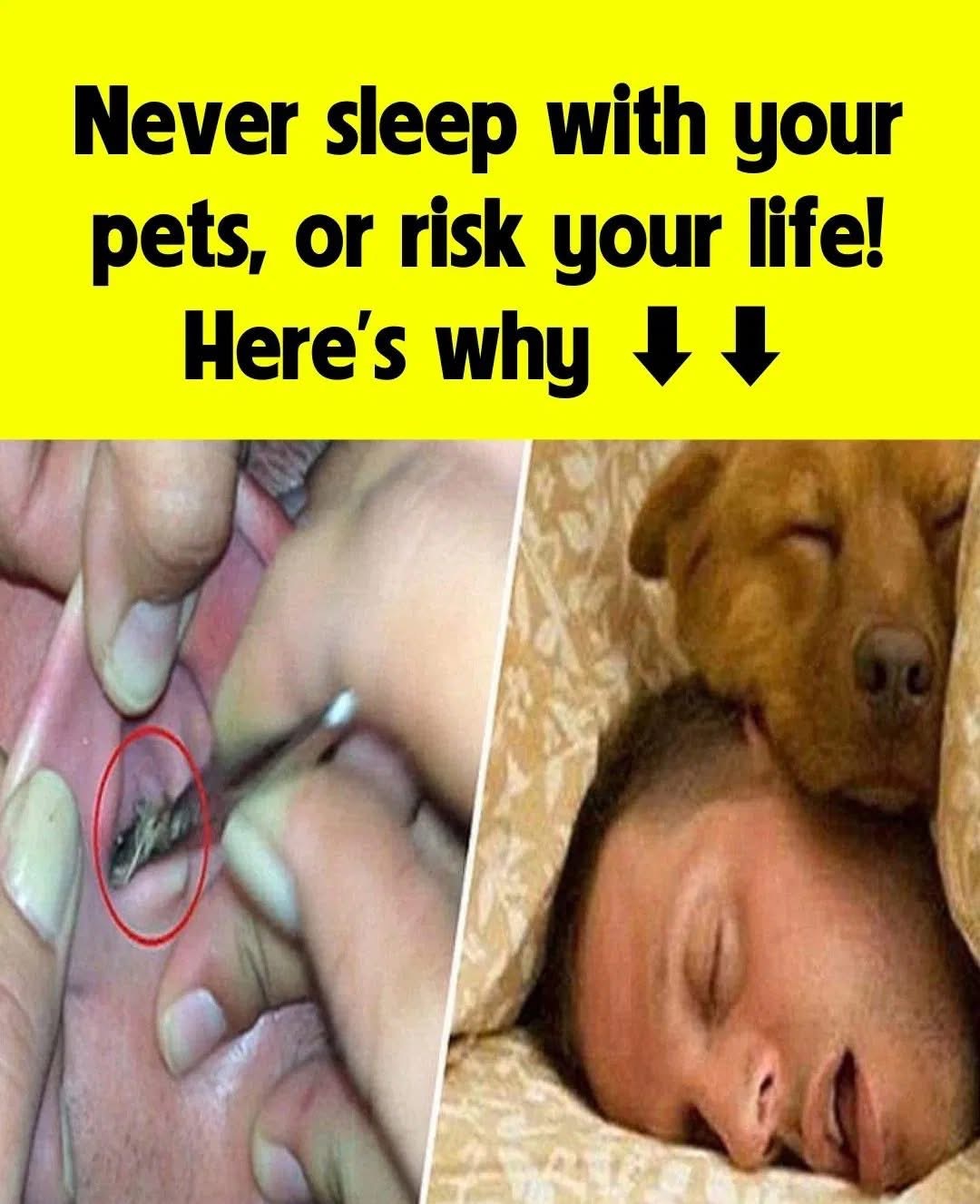 Don’t Sleep With Your Pets