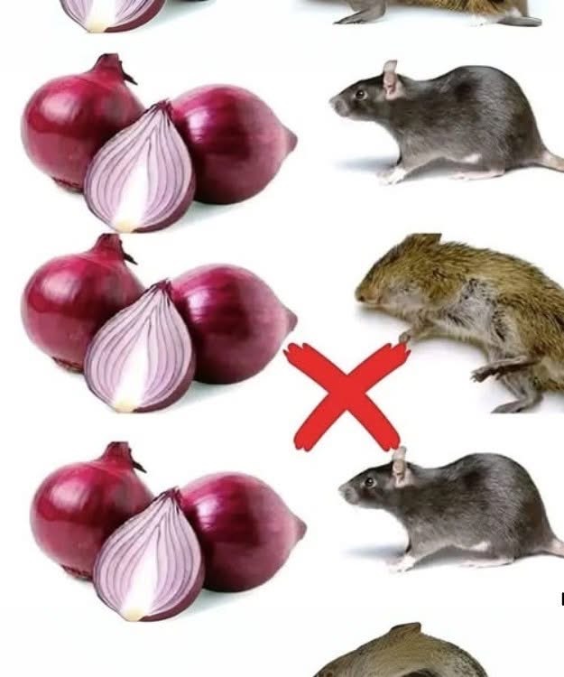 9 natural solutions to keep rodents out of your home