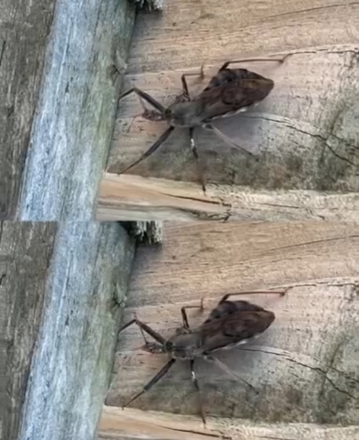 Kissing Bugs Explained: How to Stay Safe and Prevent Chagas Disease