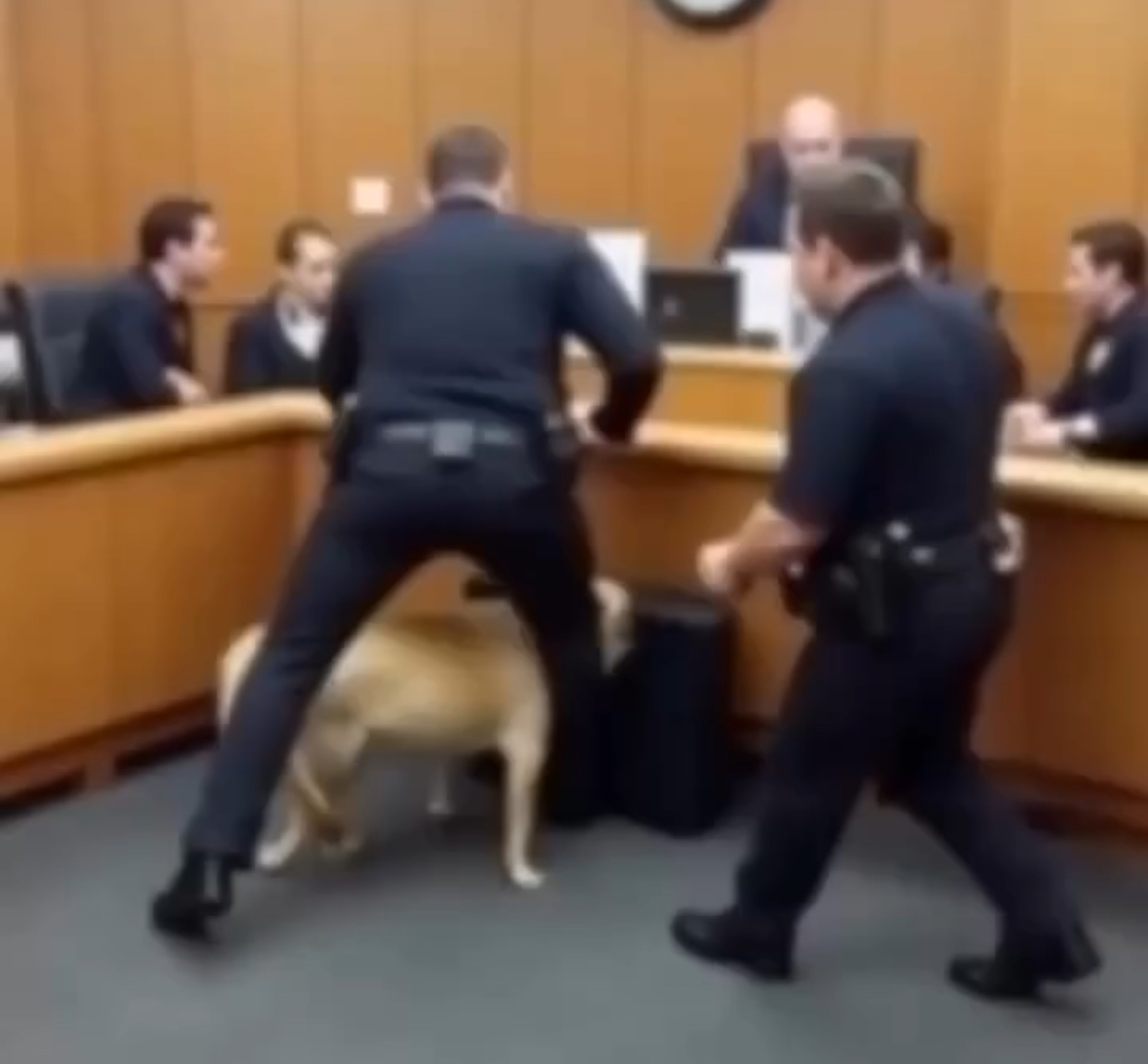 K9 Dog Dragged Officer Into the Courtroom—What He Found Under the Bench Stunned the Judge!