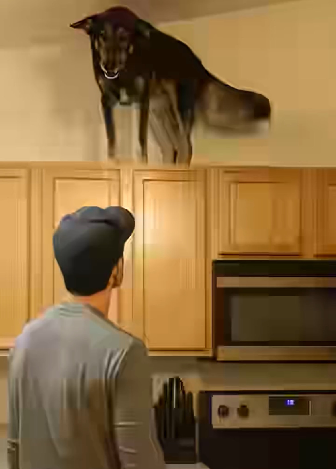 Lately, my dog kept climbing onto the top kitchen cabinets and growling loudly — at first, I thought he’d gone mad, until I realized what he was barking at