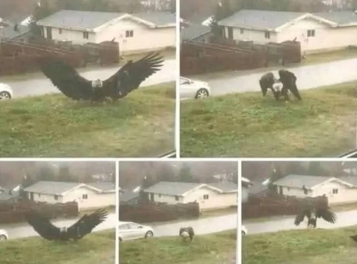 A Remarkable Eagle Discovery Sparks Global Fascination Near Texas Border