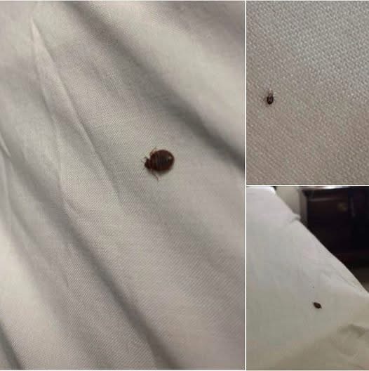 Find a Tick Inside Your Home