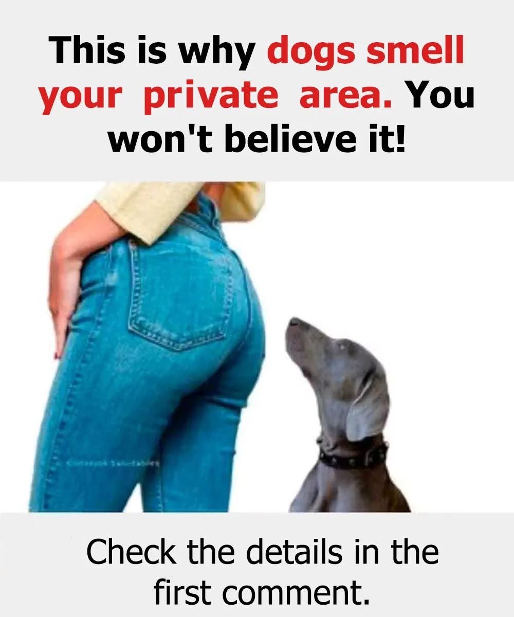 Reasons Why Dogs Smell Your Crotch