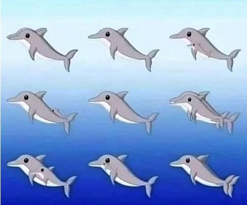 How Many Dolphins Are In This Picture