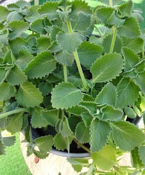 Just 1 oregano leaf a day and you won’t suffer from any more