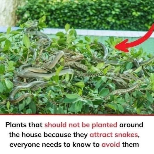 Plants that should not be planted around the house