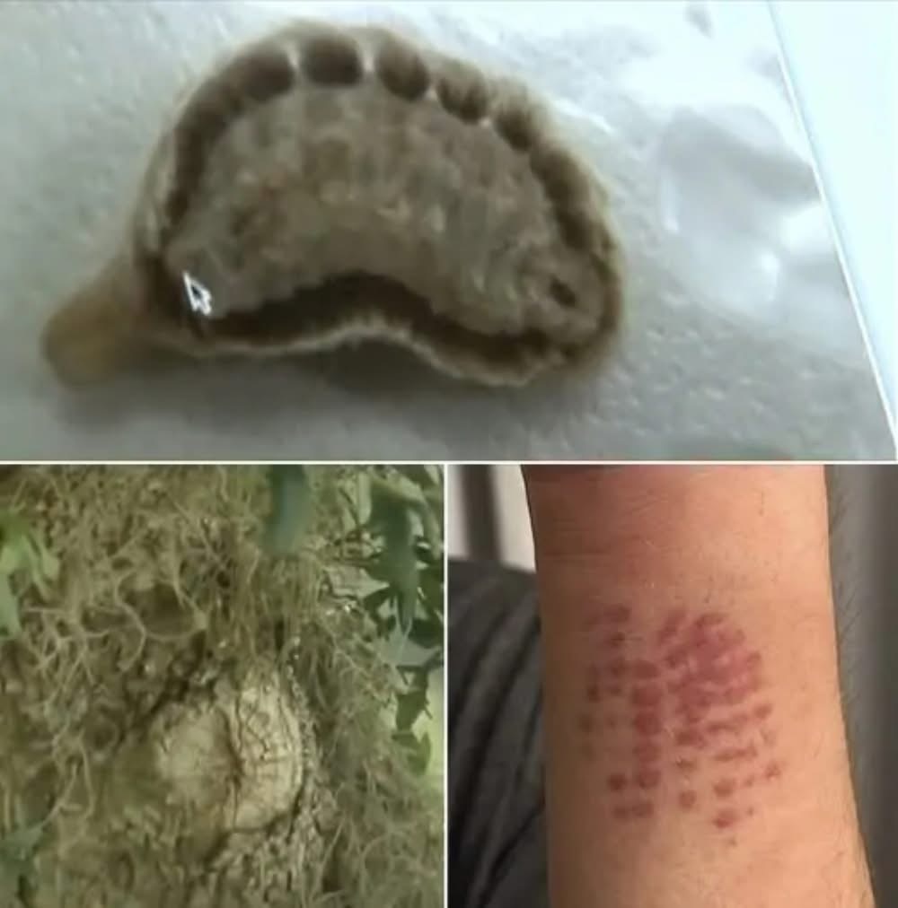 If You Spot This Insect In Your Yard, You Had Better Know What It Is