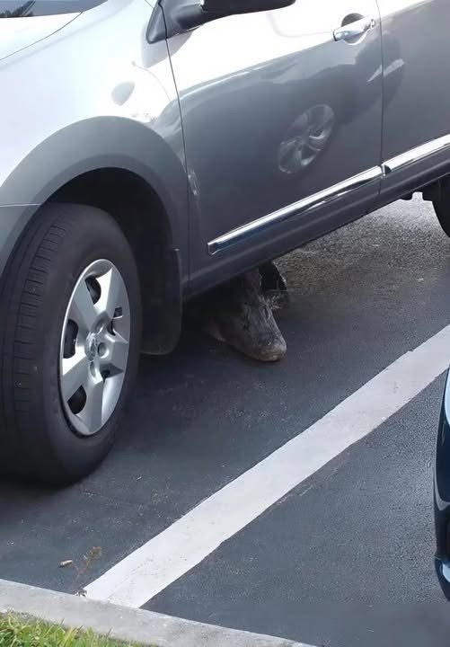 This morning I noticed something strange under the car that was moving: I was terrified when I realized what it was