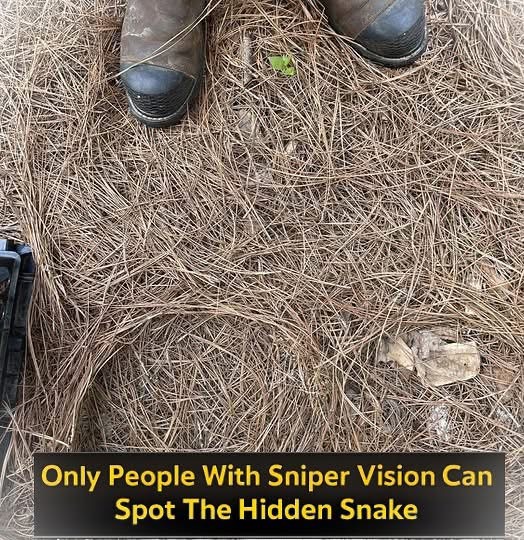 Only People With Sniper Vision Can Spot The Hidden Snake In This Photo