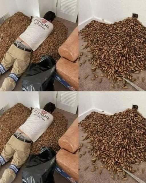 A man smells a strong smell in his house, when he finds out that he opens the wall he finds!”