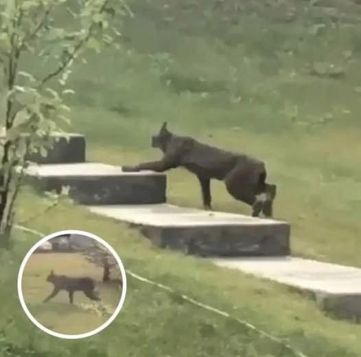 Rare Creature Caught On Camera For The 1st Time, Leave Scientists Stunned!