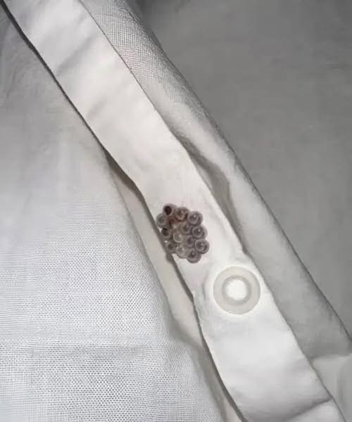 A Shocking Discovery in My Bed Turned Into a Wake-Up Call About Hidden Home Dangers