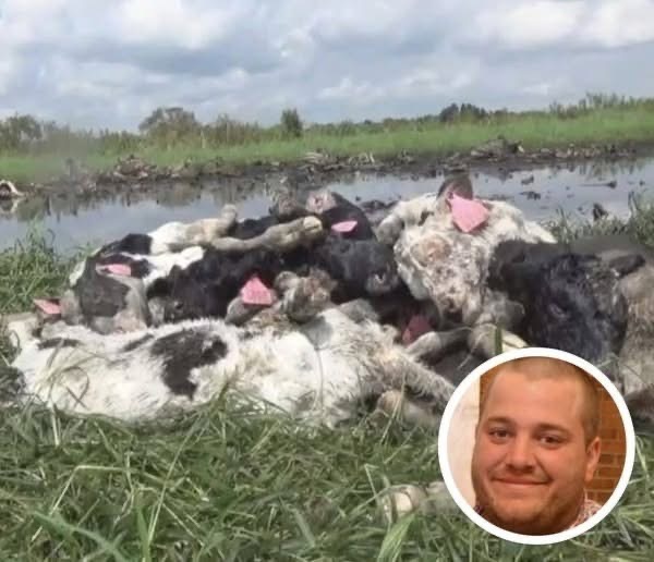 Farmer And 16 Cows Found Dead, Cause Of Death Finally Discovered’Check more in first comment..