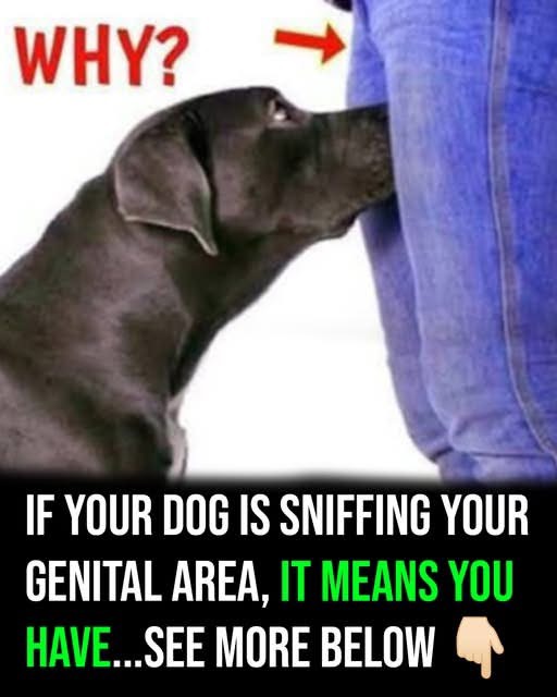 If your dog is sniffing your genital area, it means you have…