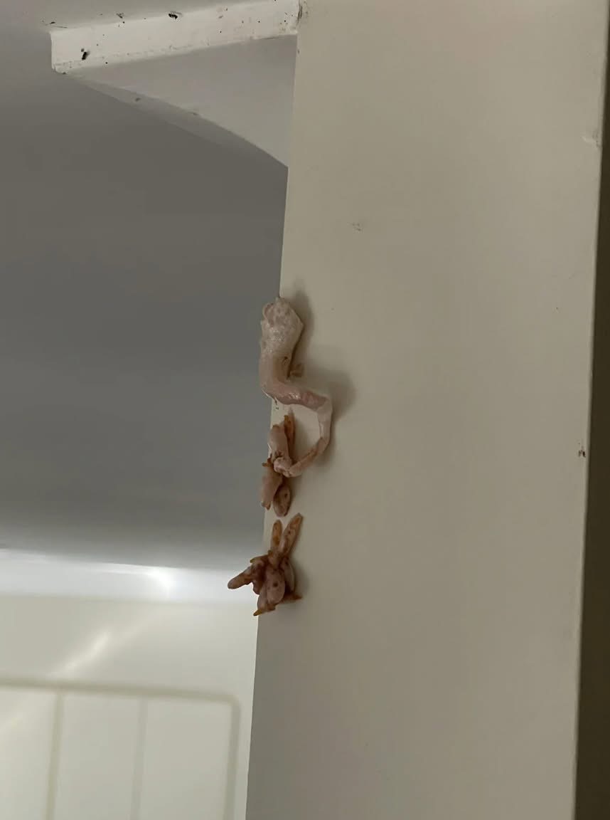 Crunchy Pink Surprise on Wall—What’s Really Going on Inside Your Home?