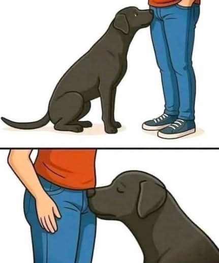 If your dog is sniffing your genital area, it means you haveโฆ