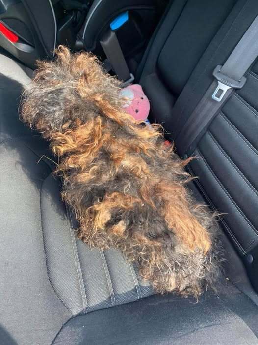 Hidden Beneath the Matted Fur