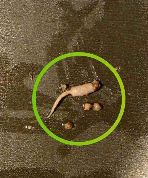 Something Found In Beef