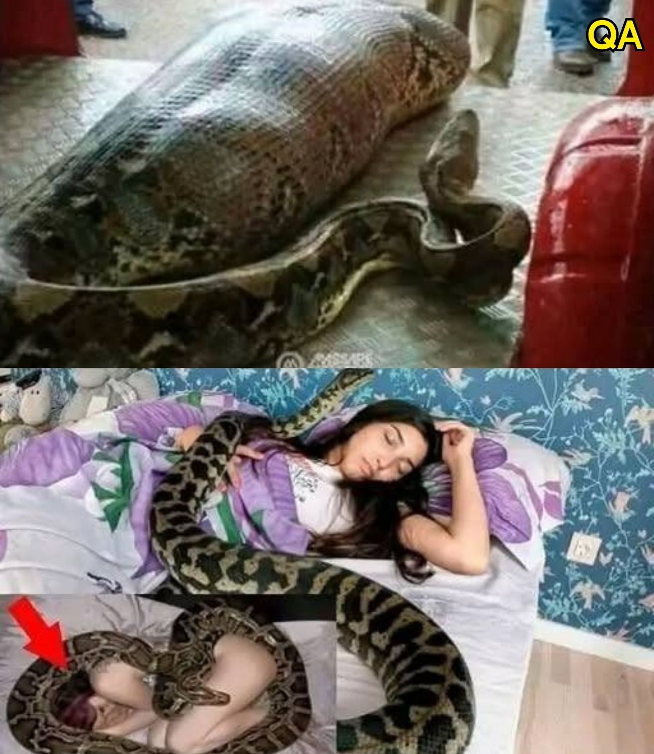 Woman slept with her python every night until the vet showed her a surprising ultrasound
