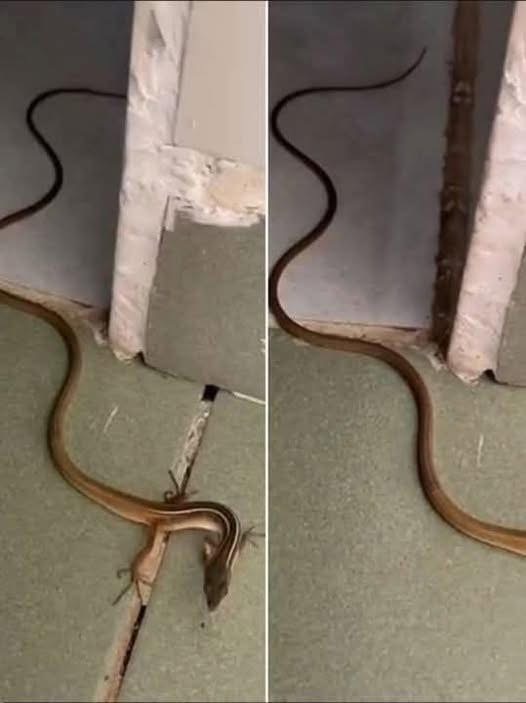 When this snake enters your house, it means you haveโฆ see more