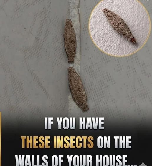 I didn’t know what those were 😨 Check the first comment…