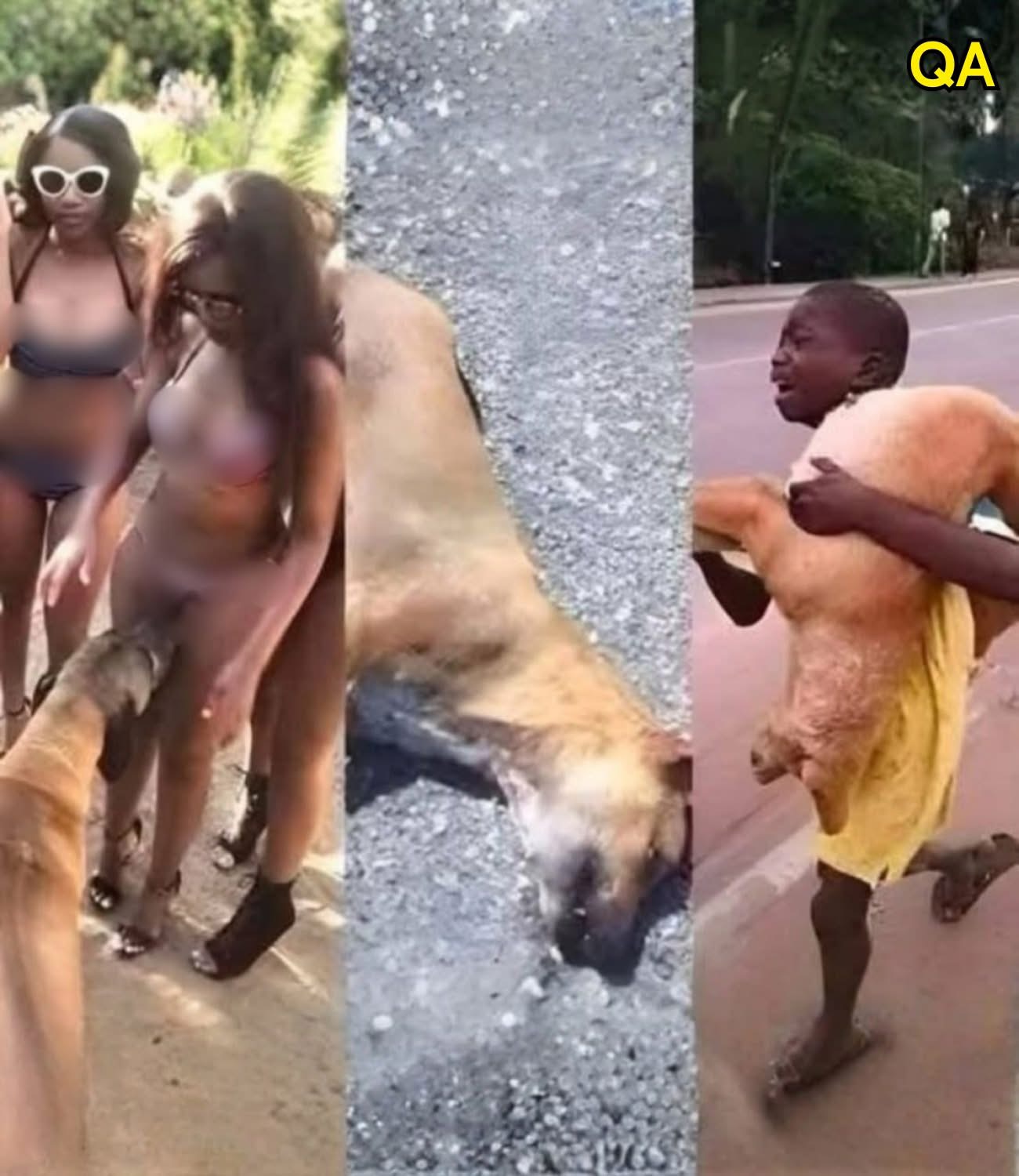 If your dog is sniffing your genit area, it means you have…see more.