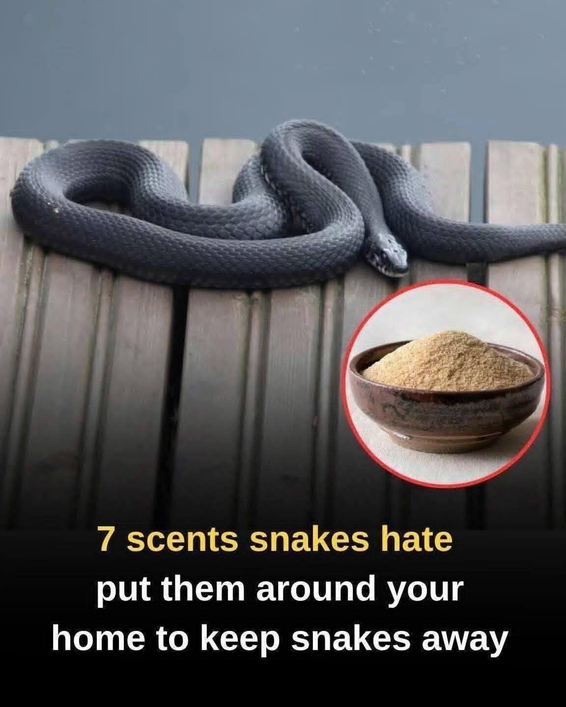 Can Strong Smells Really Keep Snakes Away