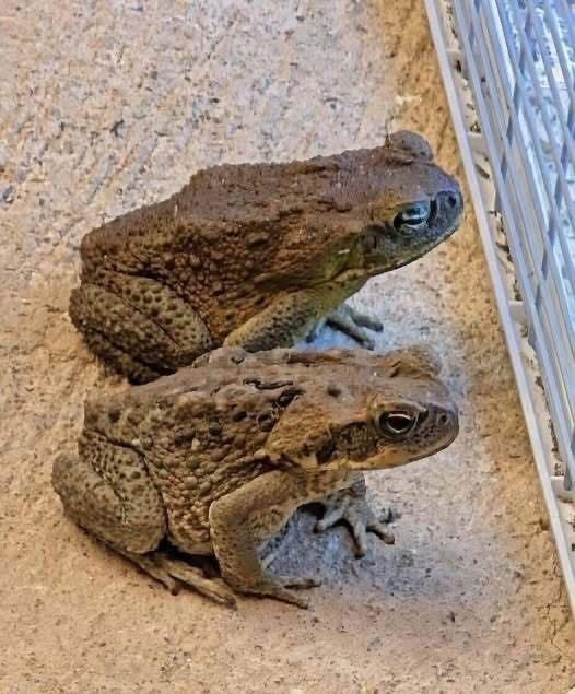 Toad in Home Meaning