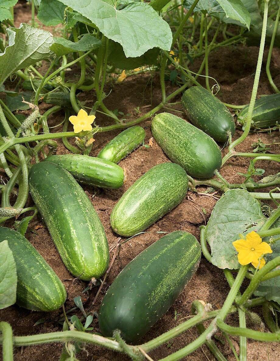 Doctors reveal that eating cucumber in salads causes…