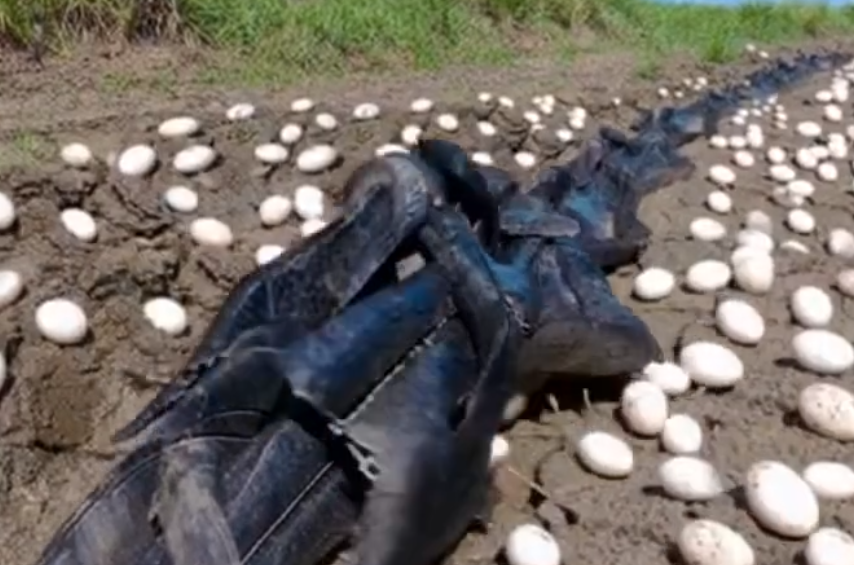 Farmer Finds Hundreds Of Strange Eggs In His Crops – But When They Hatch, He Bursts Into Tears