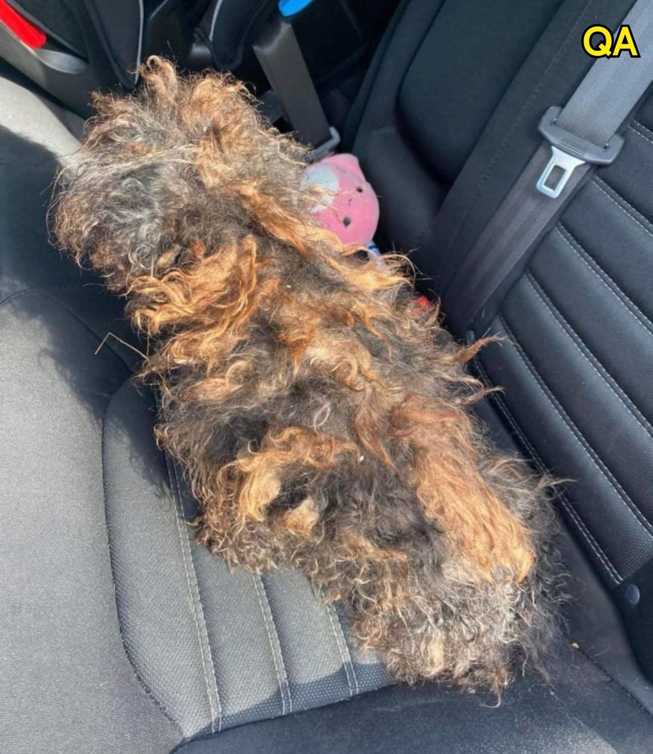 Hidden Beneath the Matted Fur
