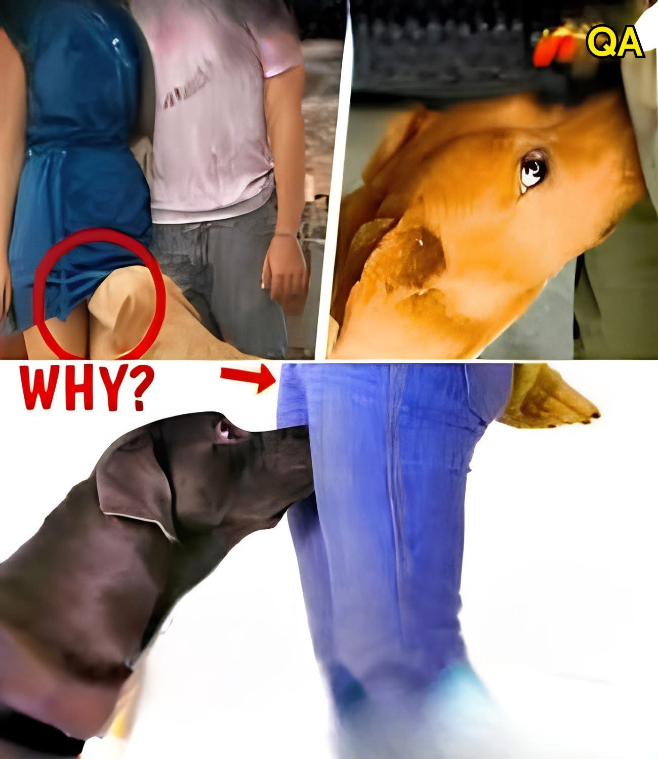 If your dog is sniffing your crotch, hereโs what it meansโฆ