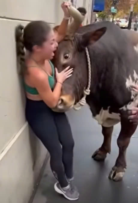 Womanโs Close Call With A Bull Highlights The Importance Of Animal Safety