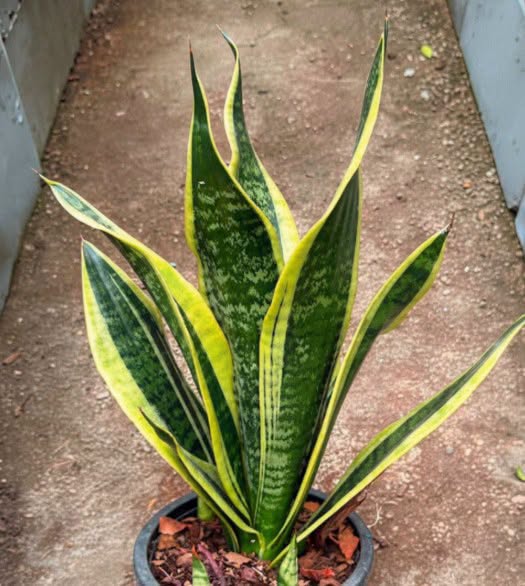 Why Certain Plants Are Believed to Bring Peace, Comfort, and Positive Energy Into Homes