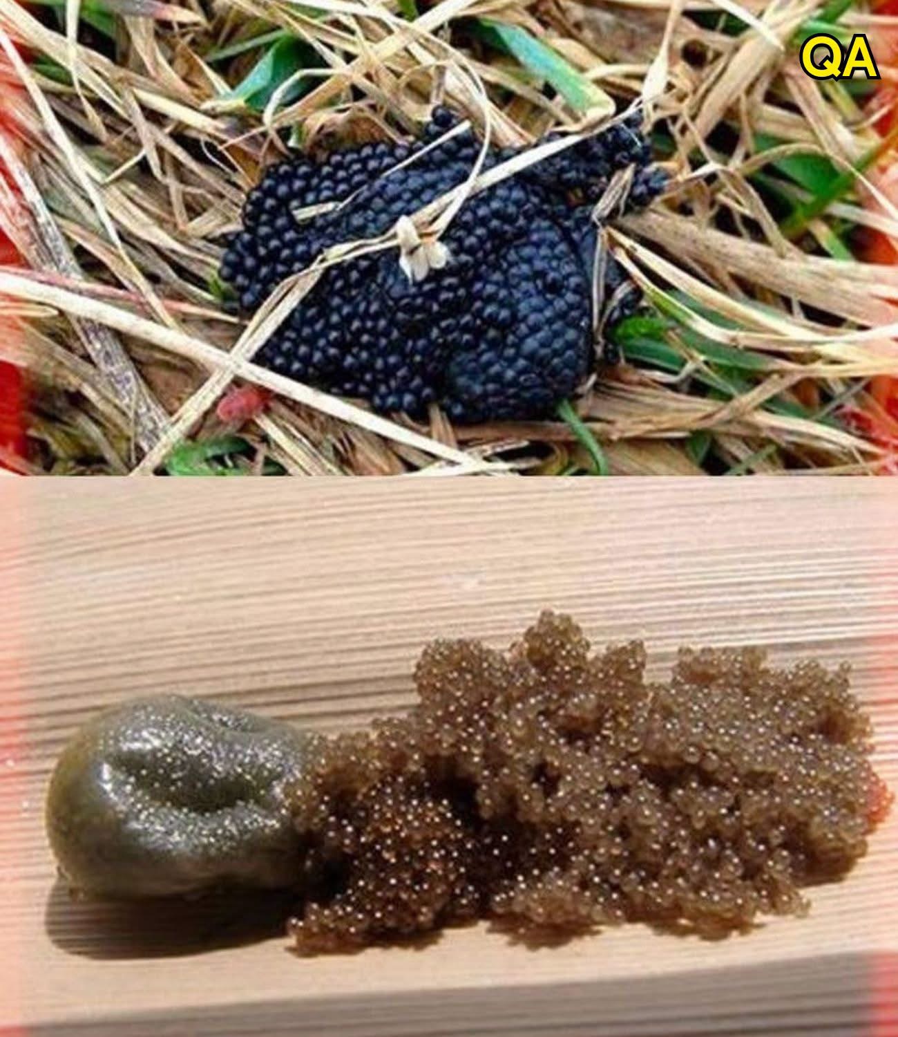 If You Spot These Eggs in Your Garden, Act Immediately!