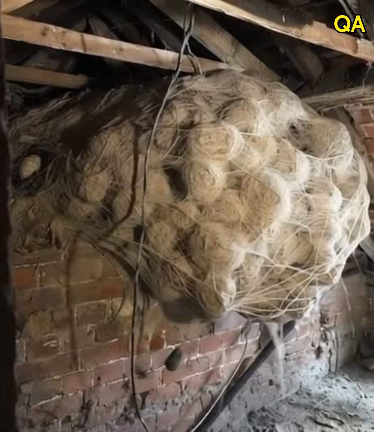 Man Discovers Shocking Secret Hidden Inside Attic Nest