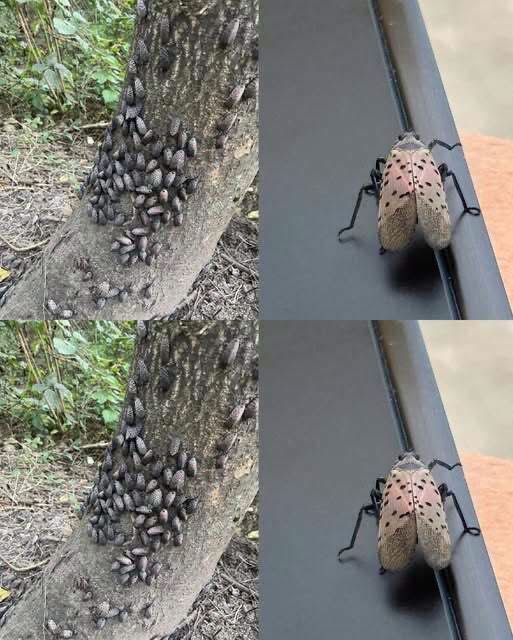 The Flashy Red Invader Destroying Your Backyard: Why You Must Declare War on This Pest Today