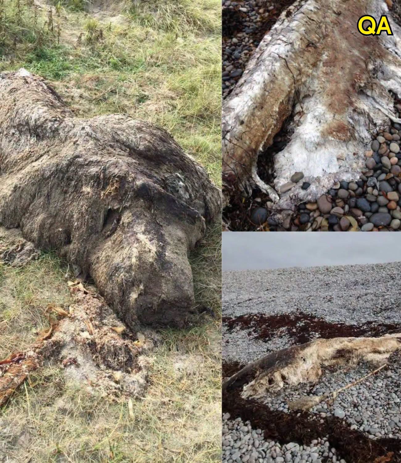 EXCAVATION ALERT: Rotting โPolar Bearโ Skeletons Wash Up on Scottish Beach โ Archaeologists in Race to Uncover Truth Before Tide Erases Evidence